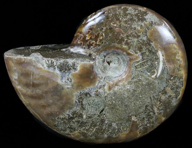 Polished, Agatized Ammonite (Cleoniceras) - Madagascar #59858